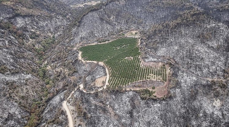 Bu yıl çıkan 6 bin 800 orman yangınında toplam 80 bin hektar alan yandı