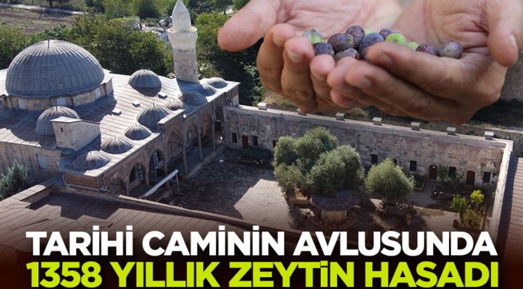 Tarihi caminin avlusundaki 1358 yaşındaki zeytin ağacında hasat zamanı