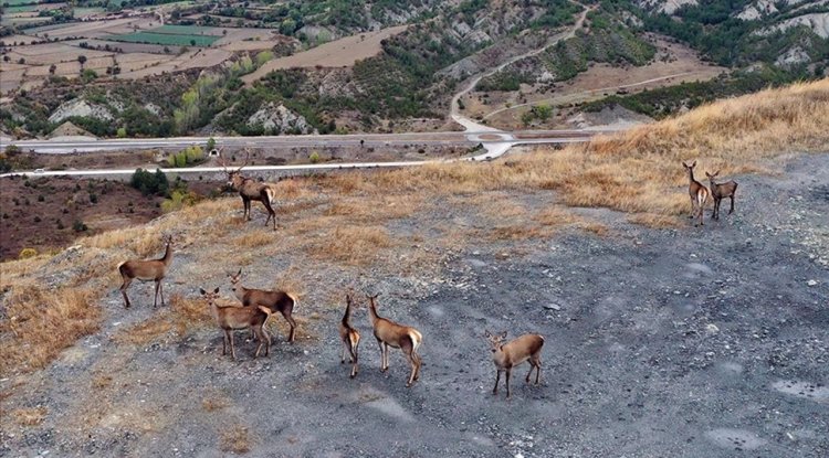 Kastamonu'da sürü halinde gezen kızıl geyikler doğal ortamında görüntülendi