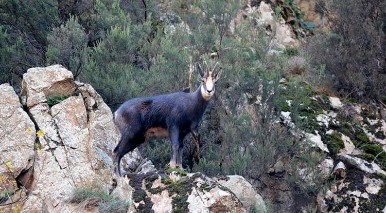 Gümüşhane'de çengel boynuzlu dağ keçileri görüntülendi