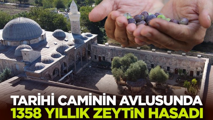 Tarihi caminin avlusundaki 1358 yaşındaki zeytin ağacında hasat zamanı