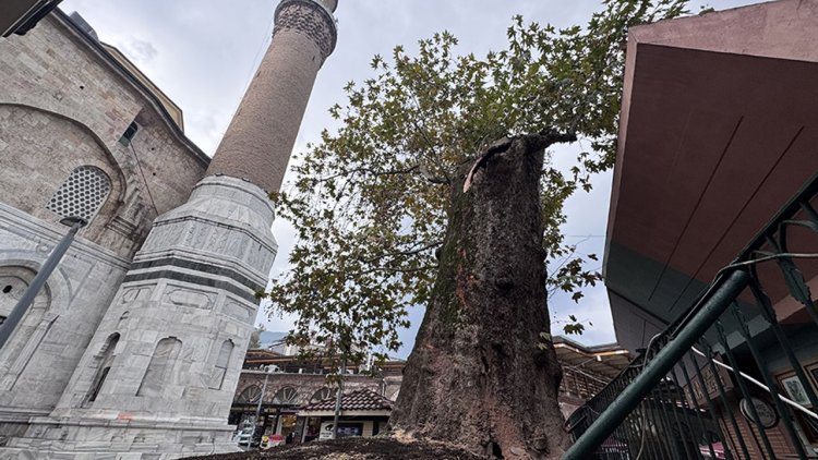 Bursa Ulu Camii'ndeki tarihi çınarın dalı kırıldı