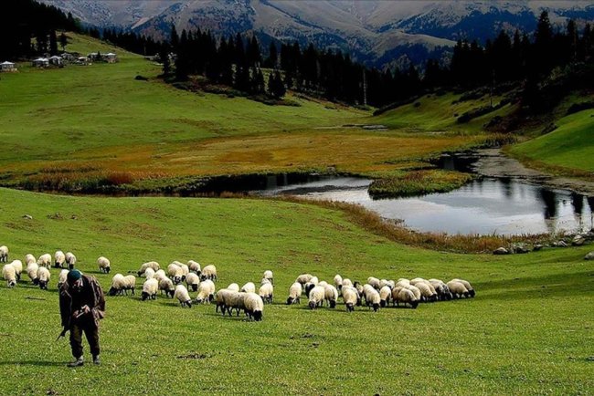 Hayvancılık desteklemelerinin uygulanmasında düzenlemeye gidildi