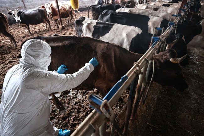 Tarım ve Orman Bakanlığı şap hastalığının kontrol altına alındığını bildirdi: