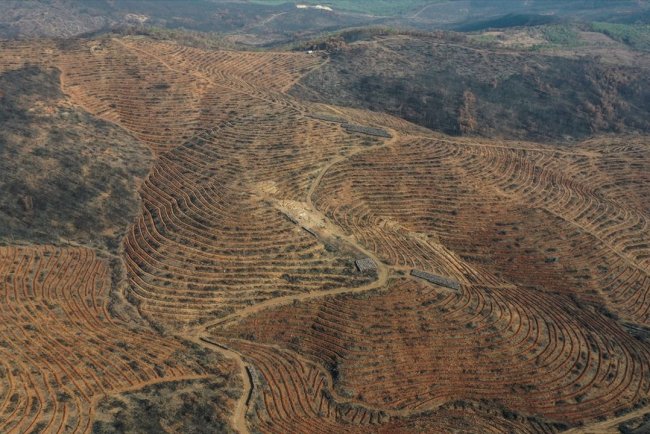 Bursa'da 3 milyon 250 bin fidan toprakla buluşacak