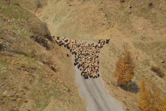 Muş'ta besicilerin sıcak bölgelere yolculuğu başladı