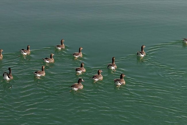 Kuş cenneti Erçek Gölü yaban kazlarına ev sahipliği yapıyor