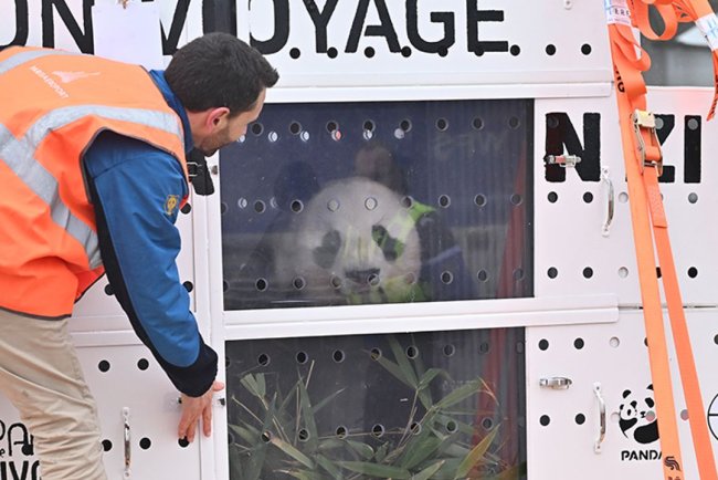 Pandaların Çin yolculuğu