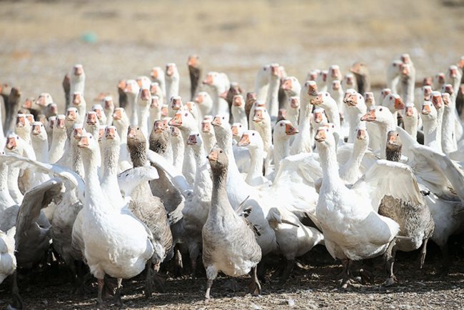 Kars'ta yılda yaklaşık 2,5 milyon kaz yetiştiriliyor