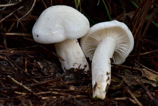 Nallıhan'da tespit edilen 120 tür mantar yapay zekayla sınıflandırılıyor