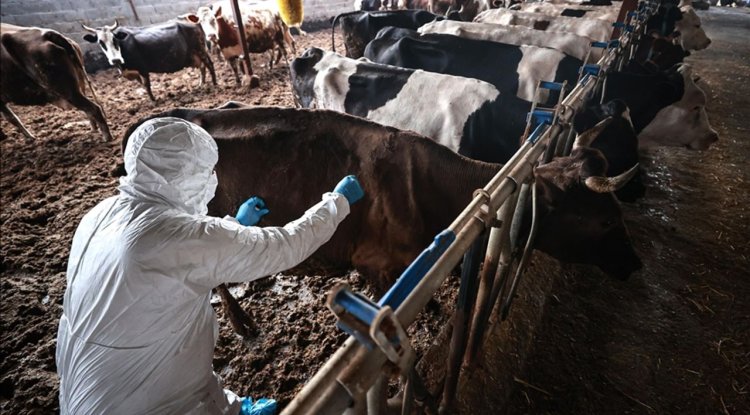 Tarım ve Orman Bakanlığı şap hastalığının kontrol altına alındığını bildirdi: