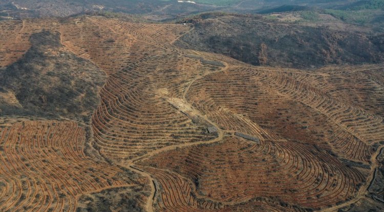 Bursa'da 3 milyon 250 bin fidan toprakla buluşacak