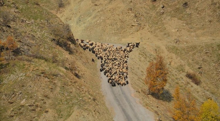Muş'ta besicilerin sıcak bölgelere yolculuğu başladı
