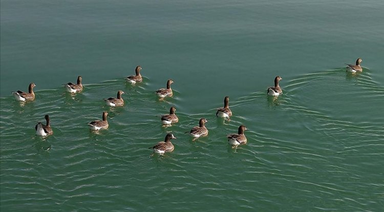 Kuş cenneti Erçek Gölü yaban kazlarına ev sahipliği yapıyor