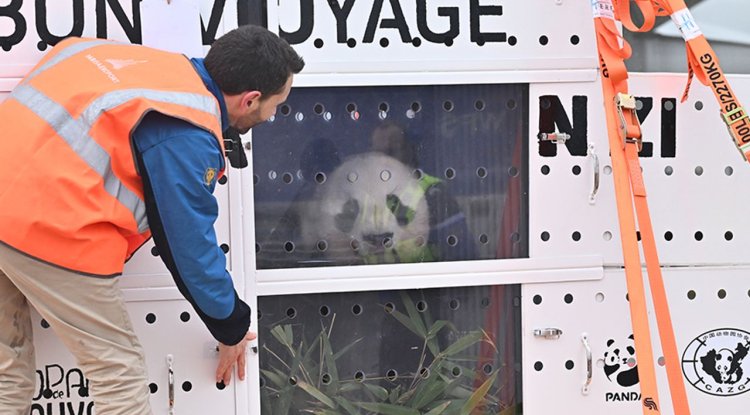 Pandaların Çin yolculuğu