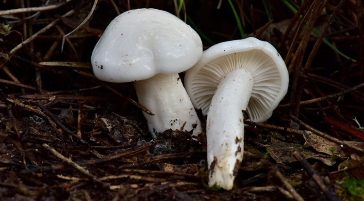 Nallıhan'da tespit edilen 120 tür mantar yapay zekayla sınıflandırılıyor