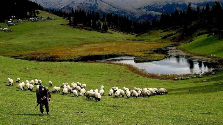 Hayvancılık desteklemelerinin uygulanmasında düzenlemeye gidildi