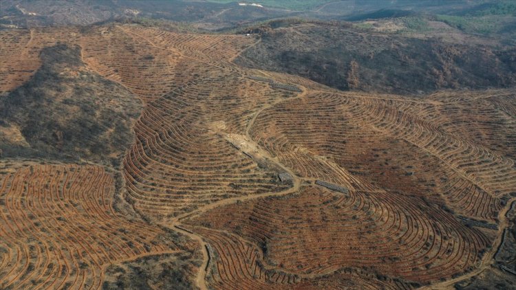 Bursa'da 3 milyon 250 bin fidan toprakla buluşacak