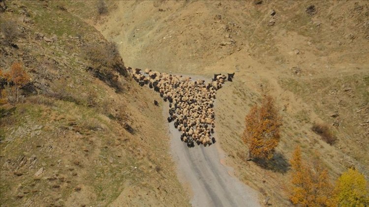 Muş'ta besicilerin sıcak bölgelere yolculuğu başladı