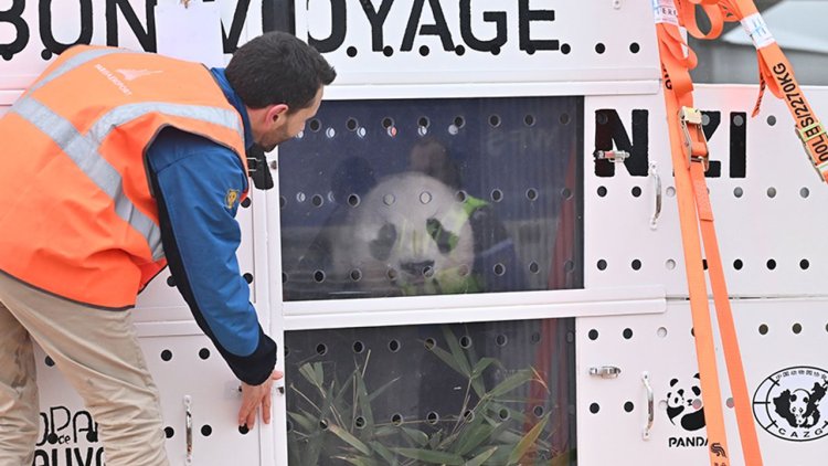 Pandaların Çin yolculuğu