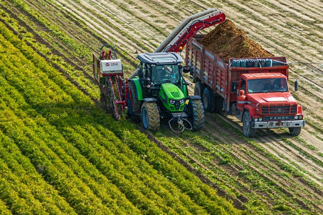 Nallıhan'da havuç hasadı