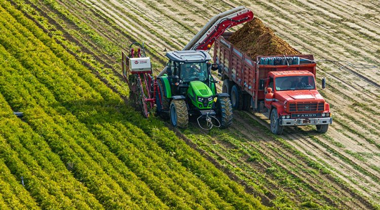 Nallıhan'da havuç hasadı