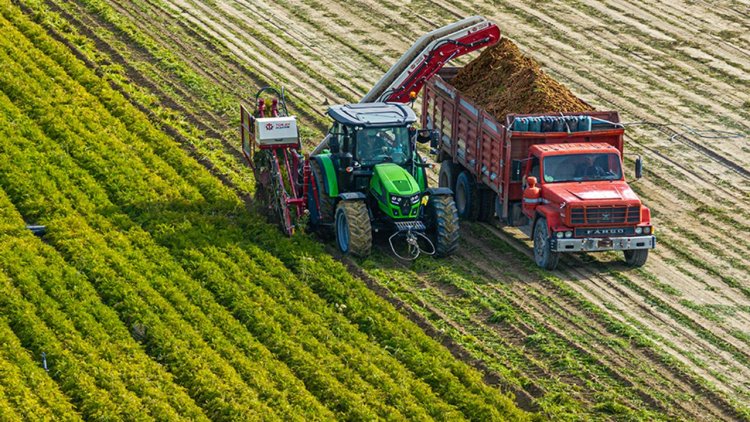 Nallıhan'da havuç hasadı